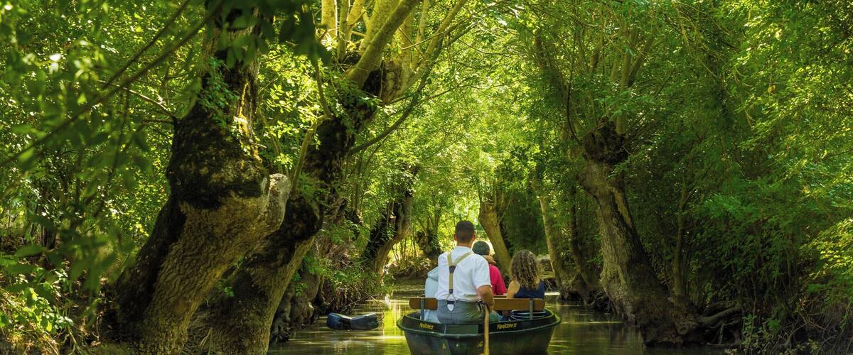 A narrow waterway flanked by dense, moss-covered trees.