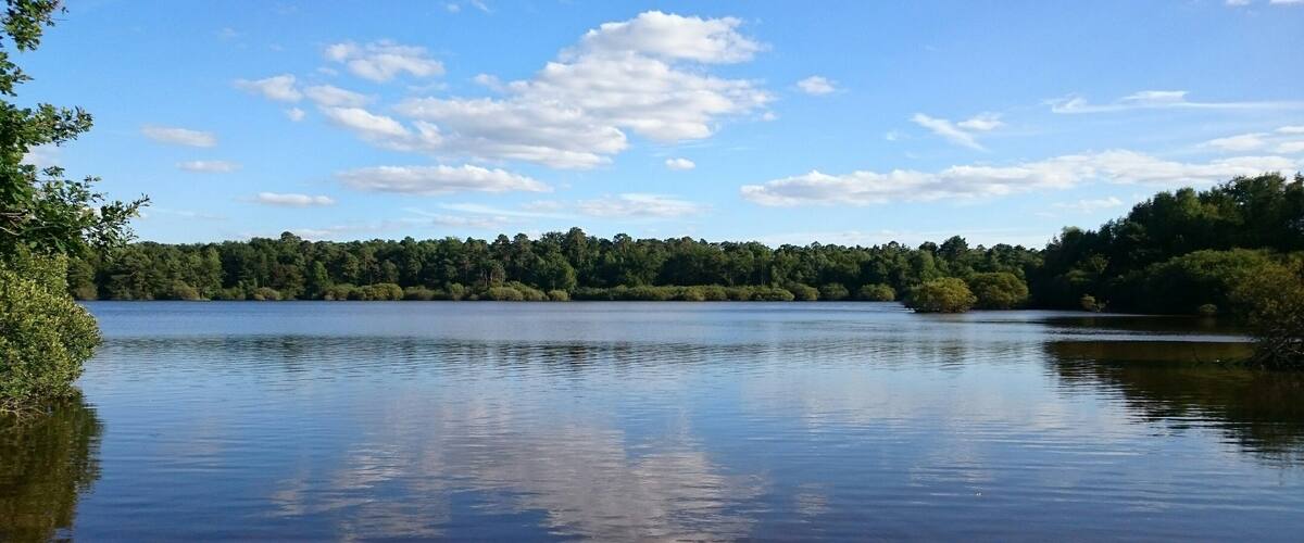 A calm lake surrounded by dense forest and a clear blue sky.