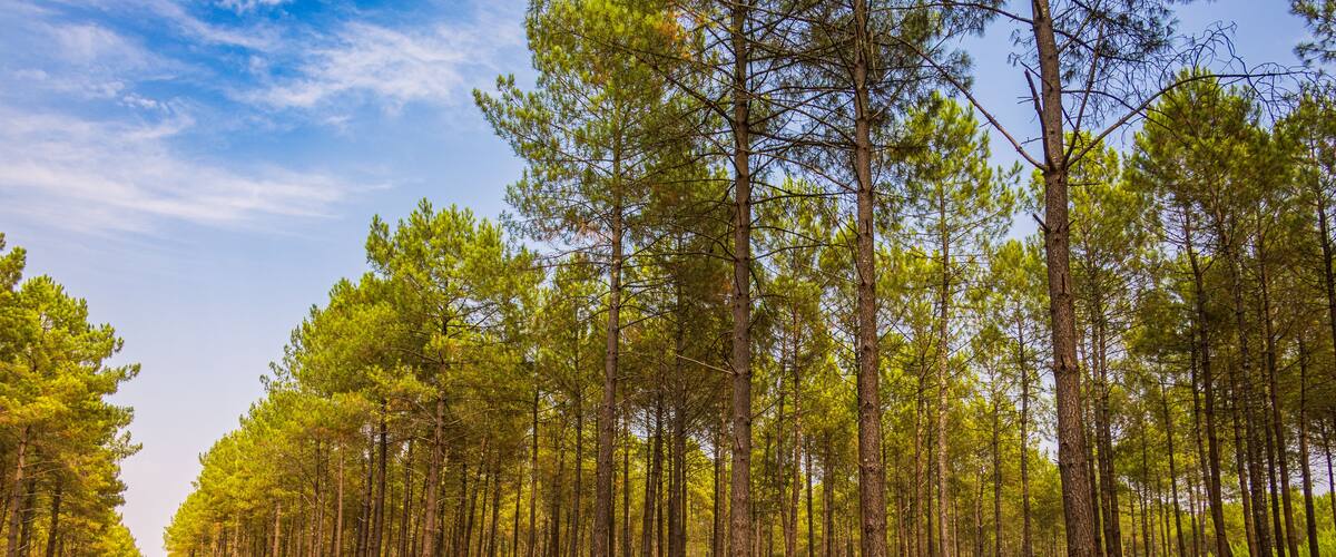 A road flanked by tall pine trees under a clear blue sky.
