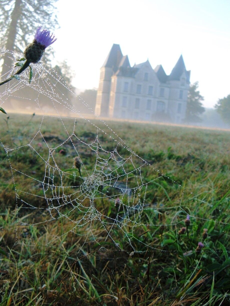 A spider web in a field with a building in the background.