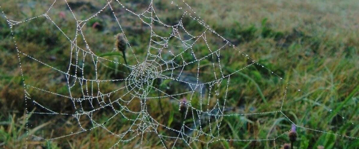 A spider web in a field with a building in the background.