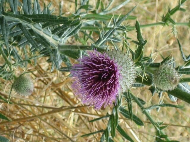 One of the many different flora that you can trove upon around the Boisbuchet vicinity. It seems like its a wildflower from the looks of it. 