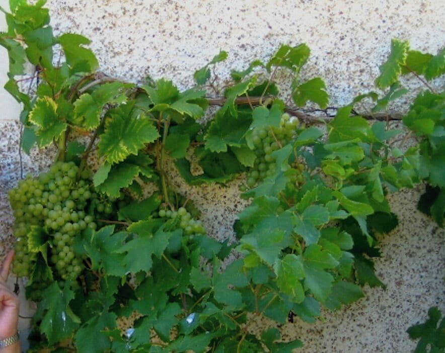 Grapes are growing on the side of the Chateau de Boisbuchet. We were not allowed to eat it. 
