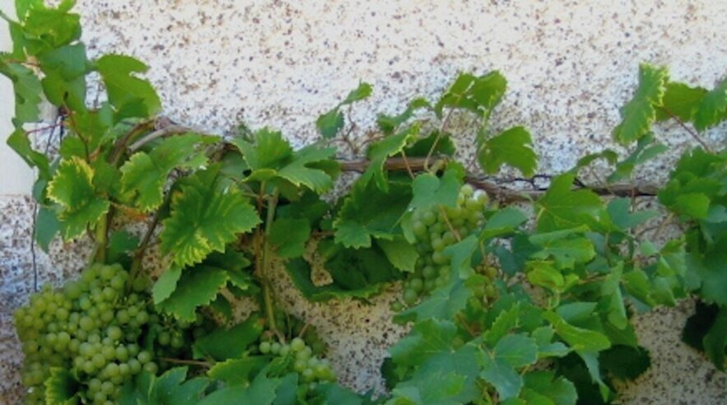 Grapes are growing on the side of the Chateau de Boisbuchet. We were not allowed to eat it.