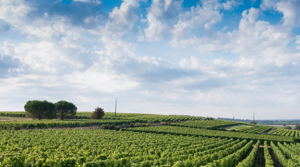landscape near saumur in Parc naturel régional Loire-Anjou-Touraine with vineyards
