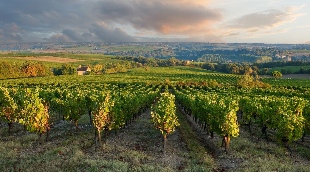 Paysage de vignes en France en automne avant les vendanges du raisin.