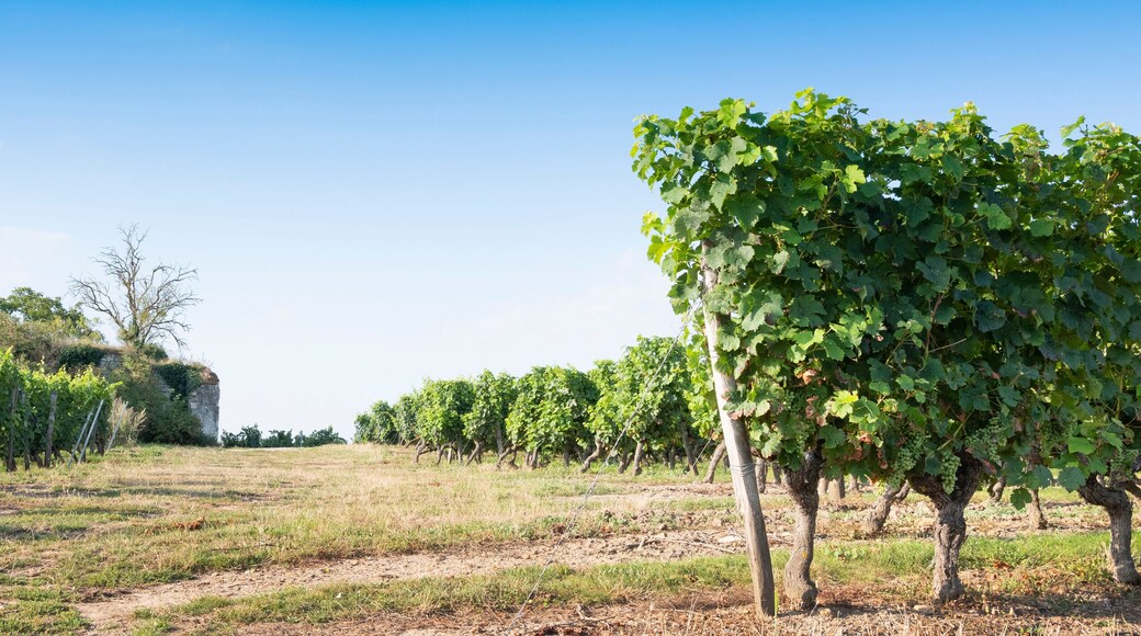 vineyards and old stone walls in Parc naturel régional Loire-Anjou-Touraine near river loire in france