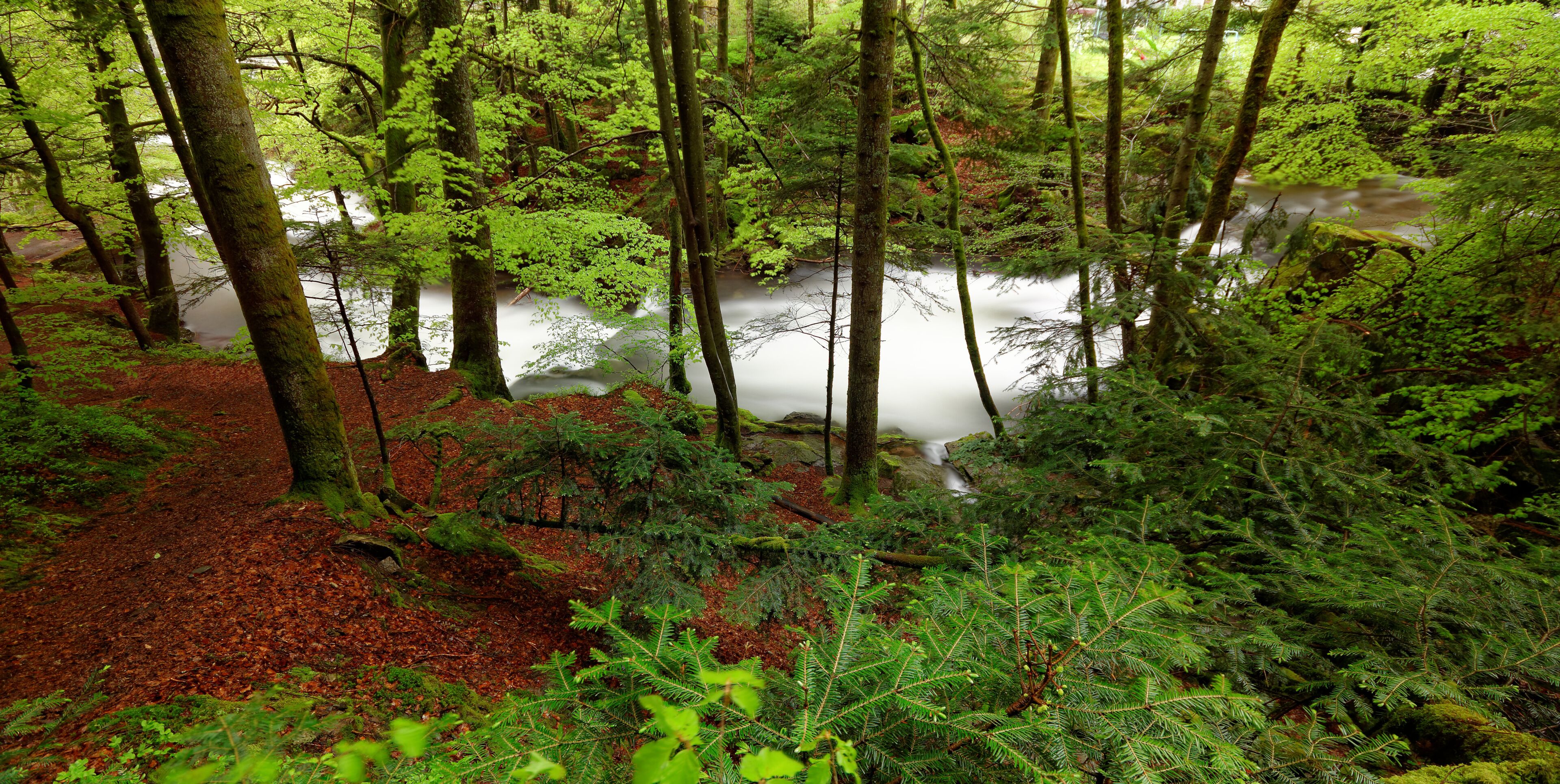 A forest with a stream, dense green foliage, and a moss-covered ground.