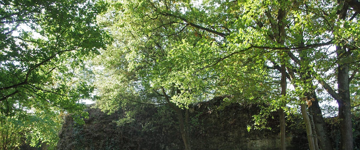 A forested area with a large rock formation and trees.