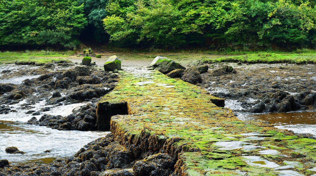 ๋ผ๋๋ฆฌ์ค