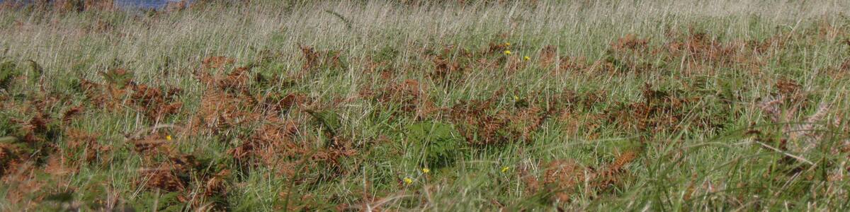 Océan depuis la dune de Saint Gonvel à Landunvez (Finistère, France).