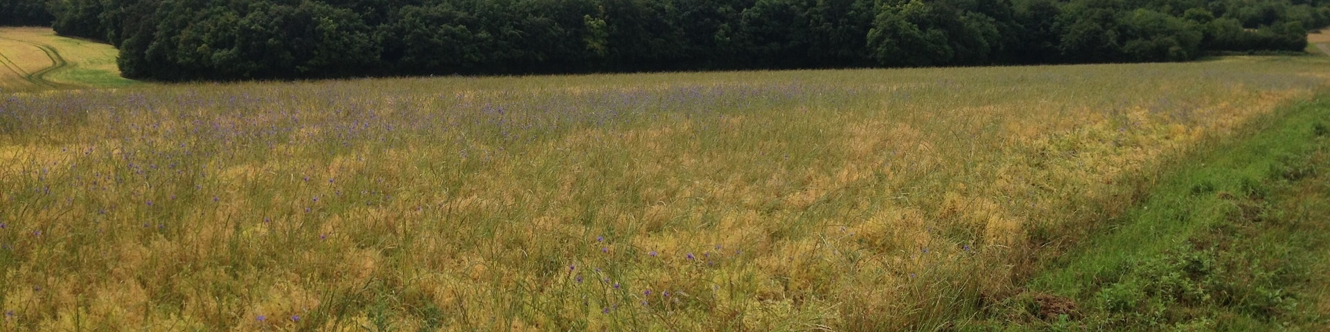 Montagne des Alouettes.