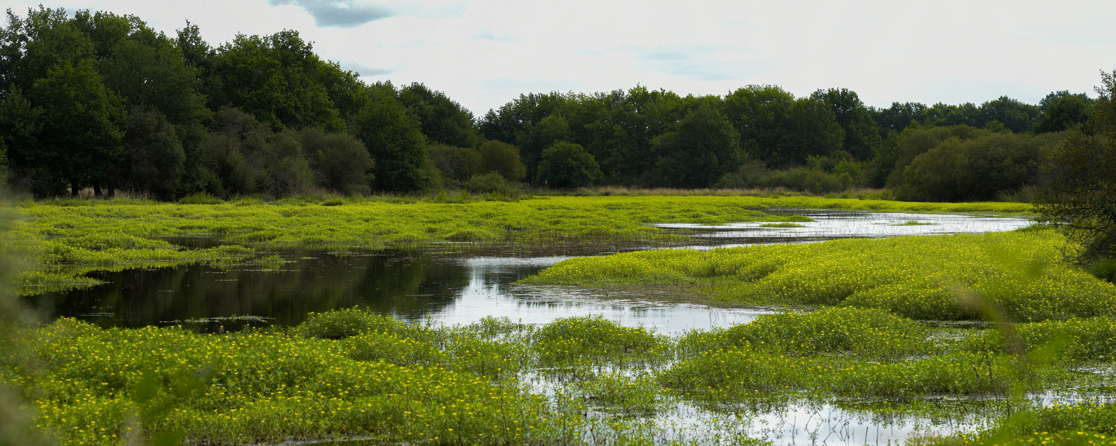 A river meandering through a lush green landscape with dense trees in the background.