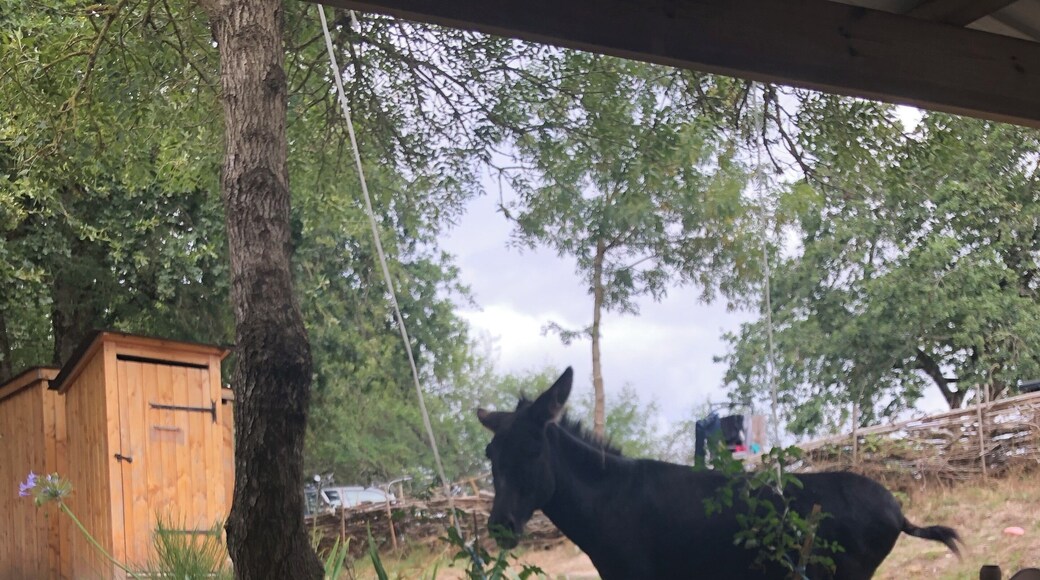 😜 petit resto sympa en compagnie des ânes