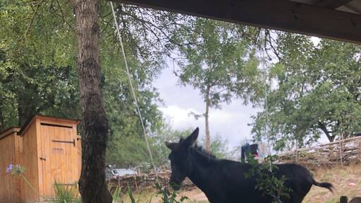 😜 petit resto sympa en compagnie des ânes