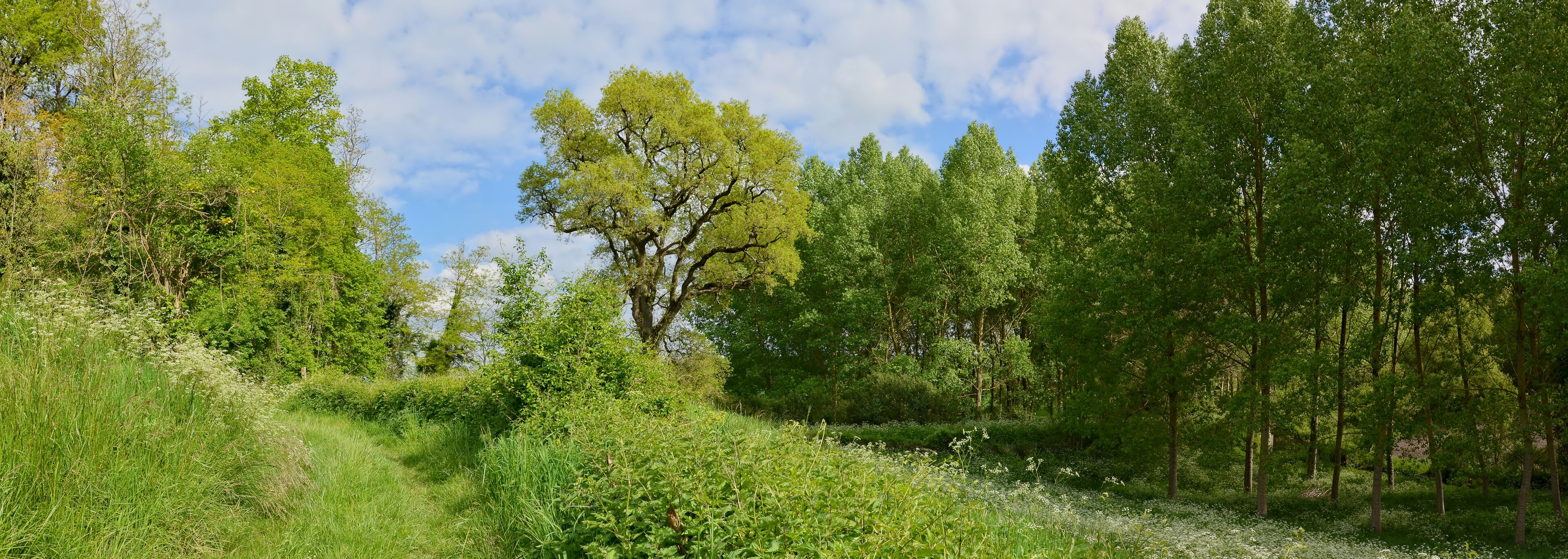 Rural path with poplar plantation, Juignac, Charente, France.