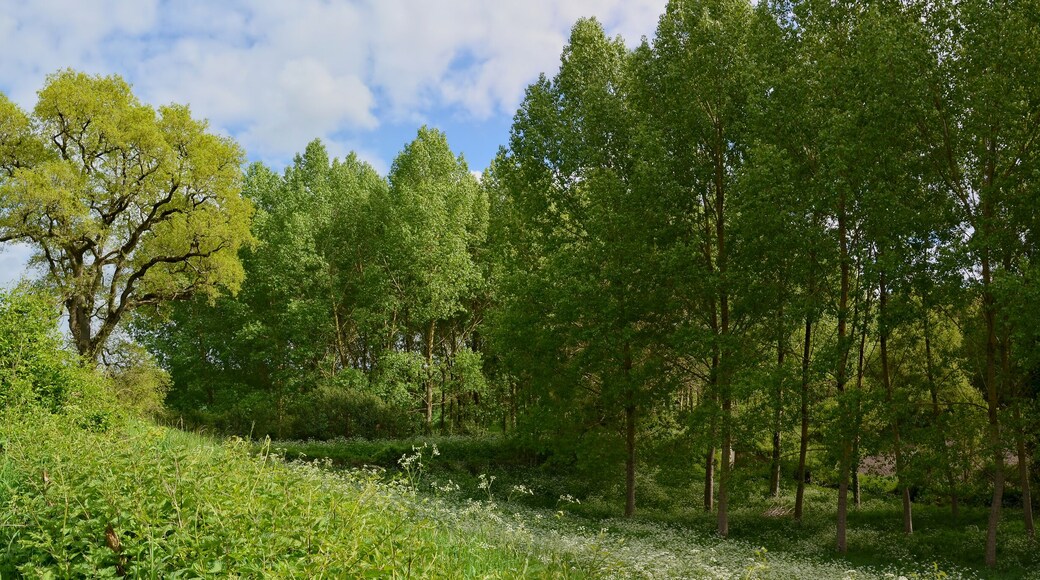 Rural path with poplar plantation, Juignac, Charente, France.