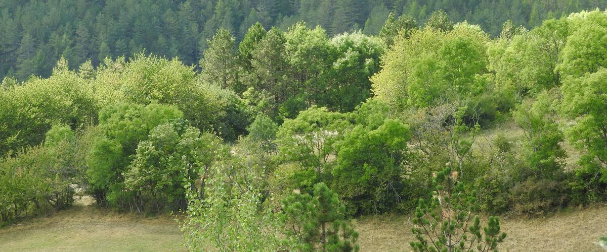 A dense forest with a variety of green trees and a grassy field in the foreground.