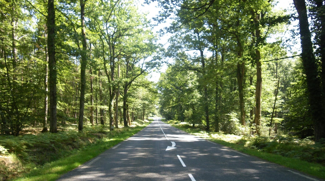 la foret de troncais