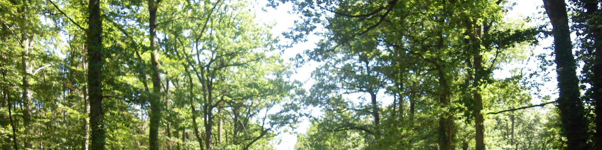 la foret de troncais