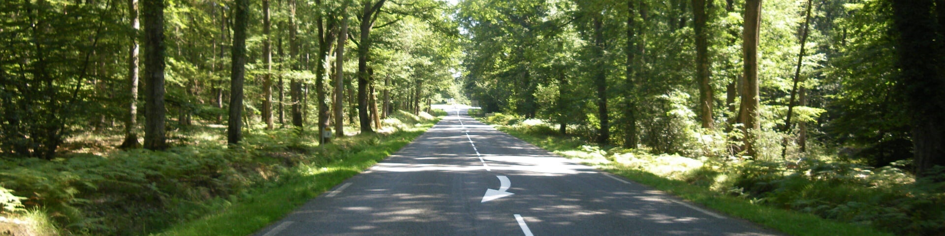 la foret de troncais