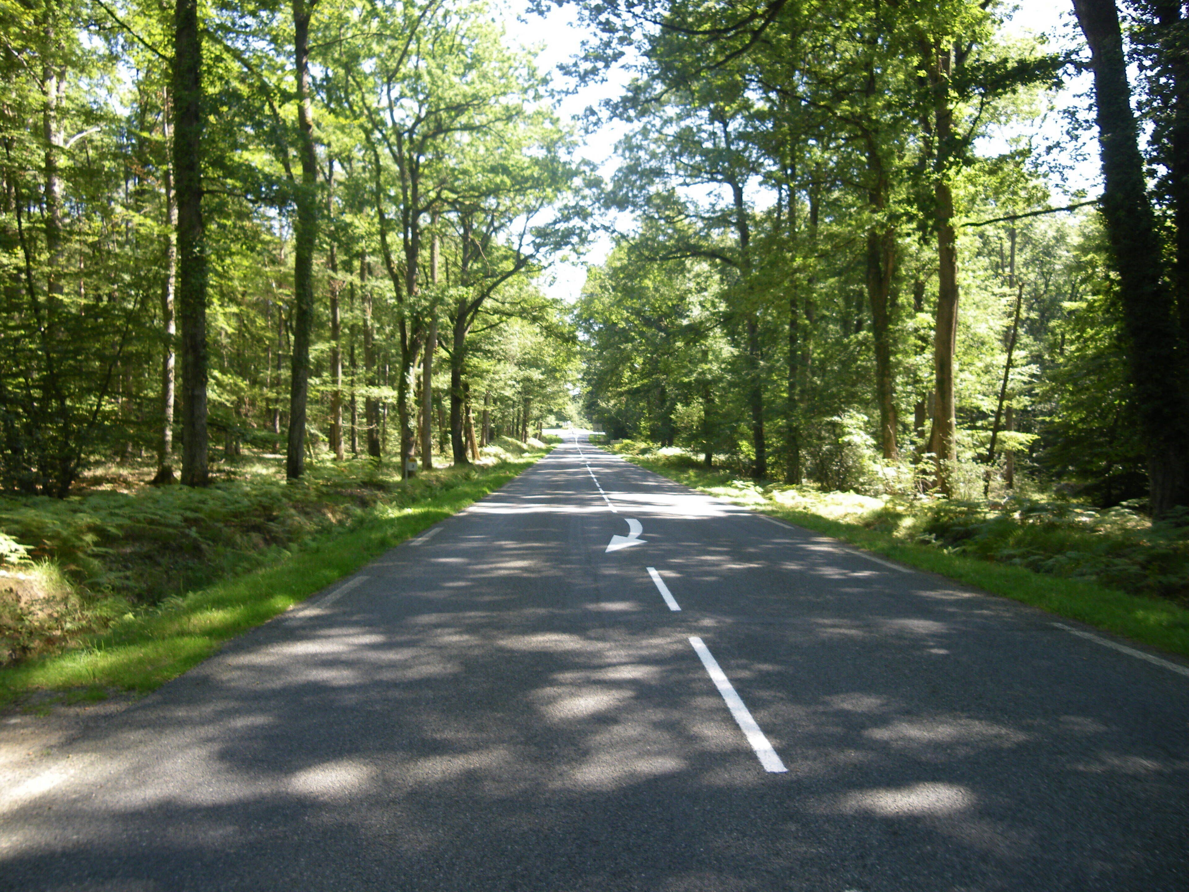 A forested road with a clear lane and a dashed center line.