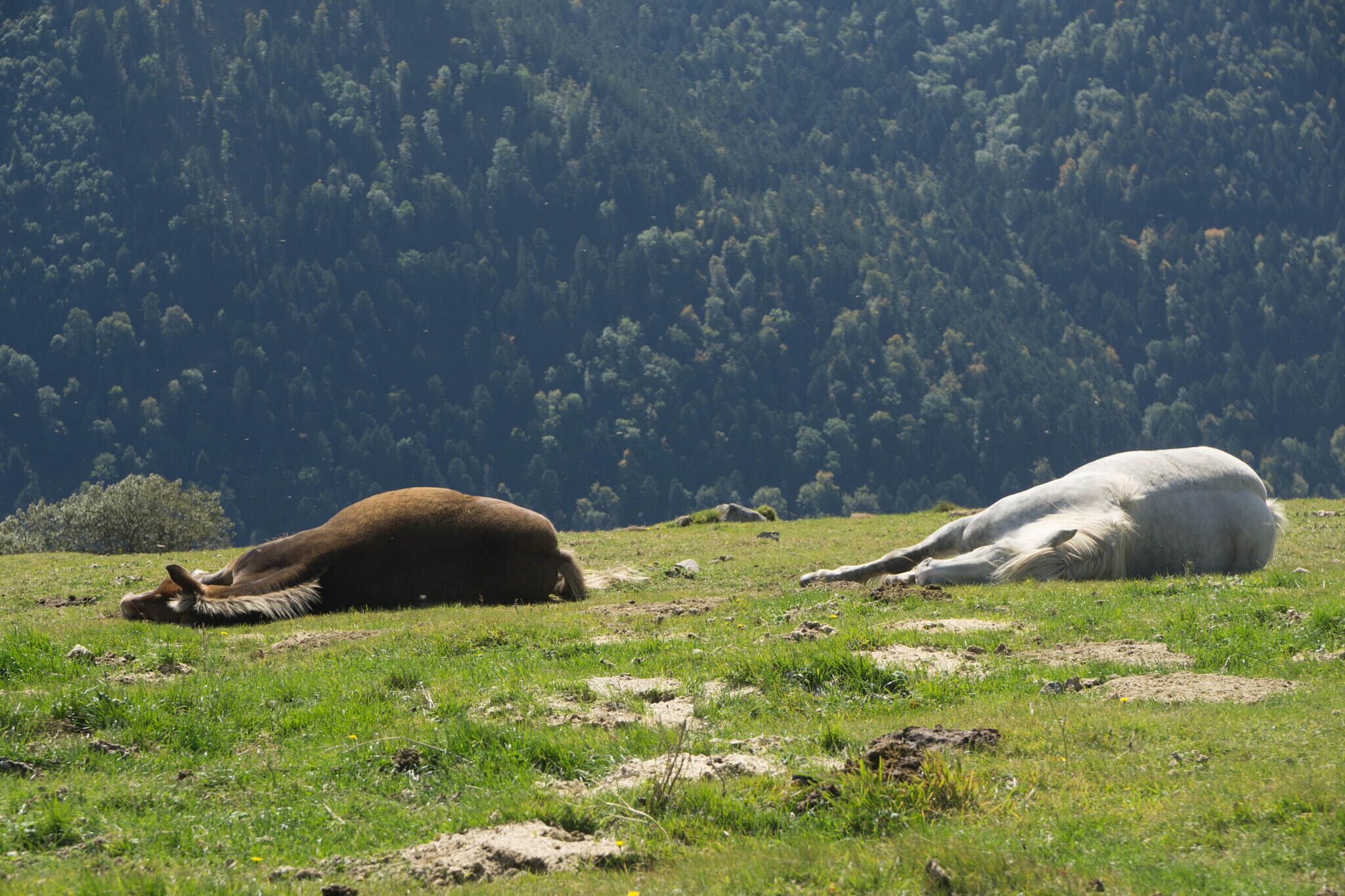 500px provided description: Two horses rest in the sun on a hot day [#Horse ,#Sun ,#Mountain ,#Horses ,#Alsace ,#Hot ,#Sleep ,#Bright ,#Resting ,#Dead Horse]