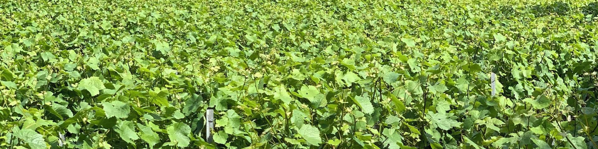 “Champanhe: na vitória é merecido, na derrota é necessário!”.
Vinhedos na Região da Champagne em Épernay - França. 🍇🍾🇫🇷