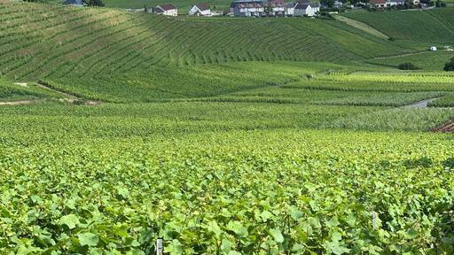 “Champanhe: na vitória é merecido, na derrota é necessário!”.
Vinhedos na Região da Champagne em Épernay - França. 🍇🍾🇫🇷