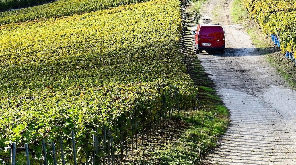 What a lovely experience sipping champagne and wandering the vineyards in Hautvillers, the cradle of the Champagne region. This is where Dom Perignon is said to have invented champagne. More on the best way to visit Champagne at: http://www.travelblissnow.com/visit-champagne-france/