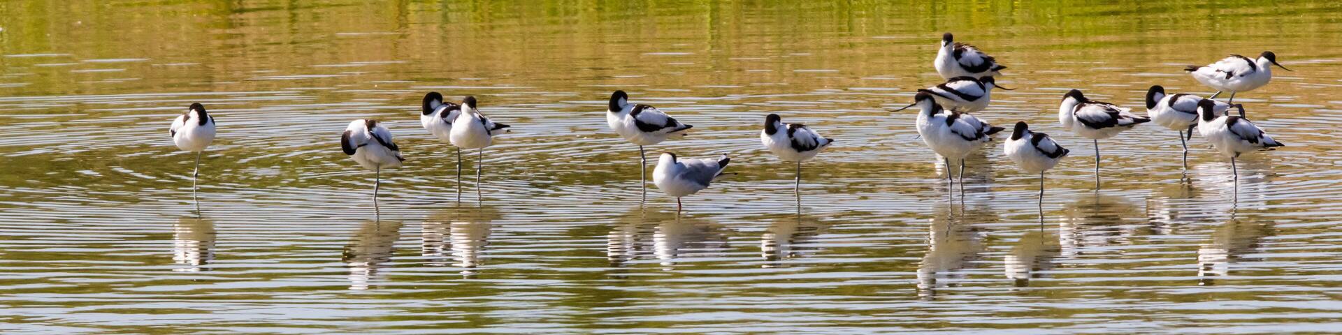 Ornithological Park of Marquenterre, in the Bay of Somme