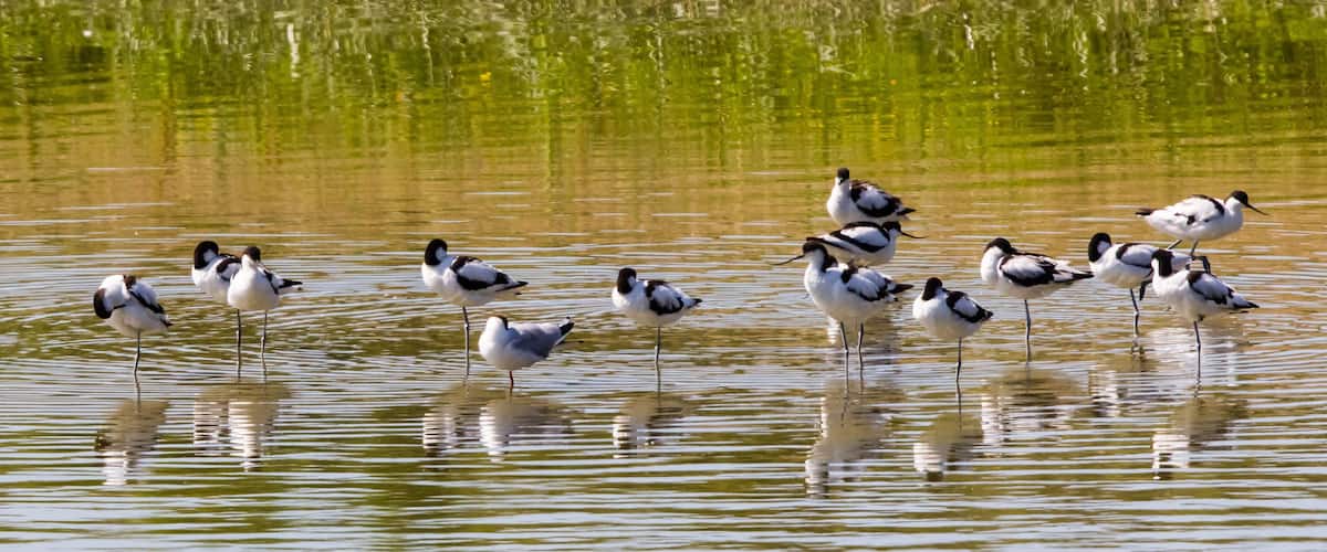 A group of birds standing in shallow water with reflections on the surface.