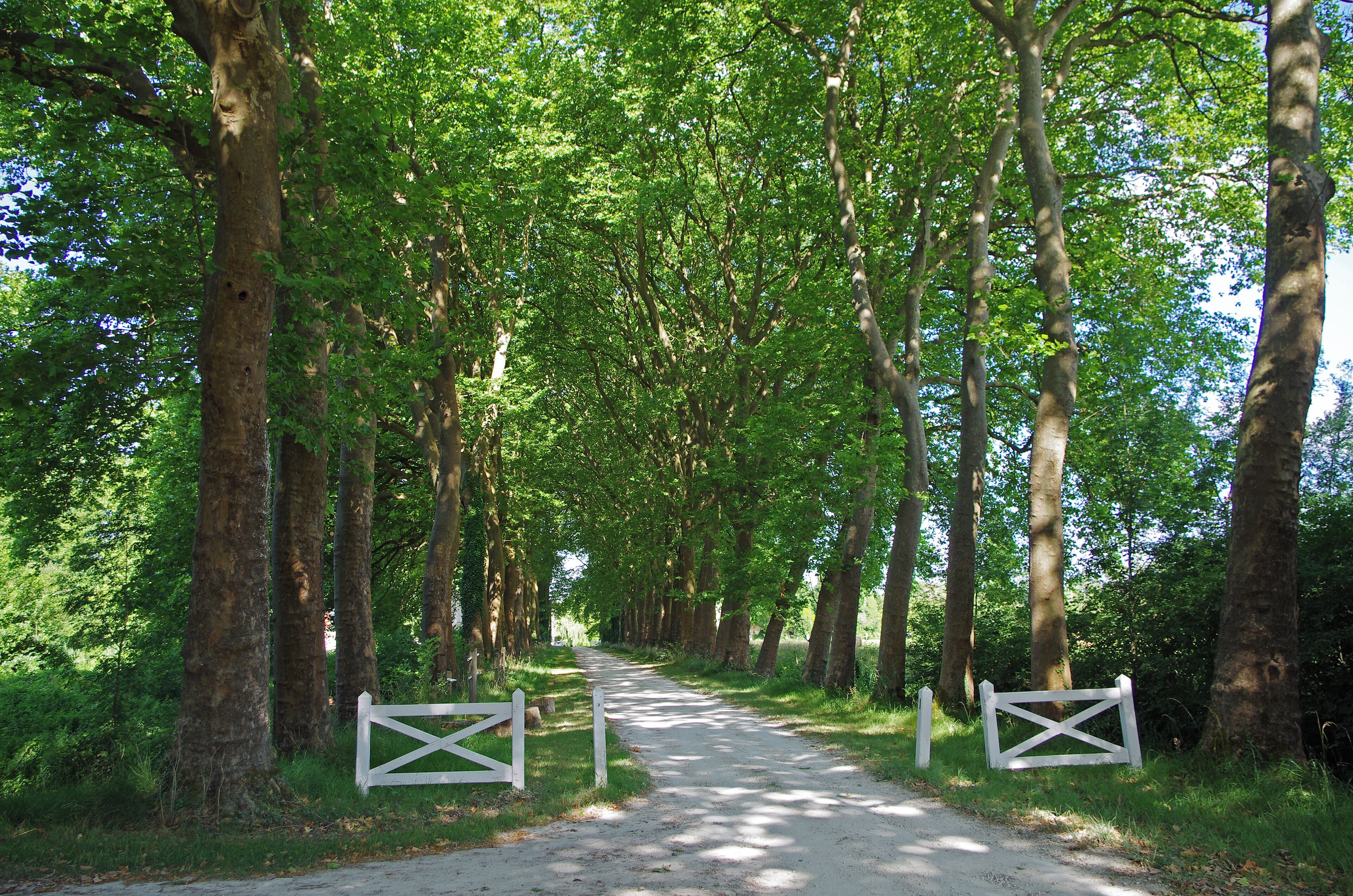 Gizeux (Indre-et-Loire) Le Château (Médiéval et Renaissance). Cité dans une charte du XIème siècle, le château est certainement alors une motte féodale construite en bois. Au XVème siècle, le château est fortifié en pierre avec tours, enceinte, remparts, donjon. Aux XVI ème et XVIIème siècles, la forteresse est transformée en château à vivre. En 1741, le château s'enrichi de communs qui peuvent recevoir 40 chevaux et de nombreux corps de métiers. La seigneurie de Gizeux a appartenu à la famille de Joachim du Bellay* de 1315 à 1660. Le château devint ensuite propriété des marquis de Gizeux de la famille de Contades. En 1789, lors de la Révolution française, le marquis, Louis Gabriel de Contades* (1759-1825), opposant aux révolutionnaires, doit fuir le sol de France et trouve refuge à Saint Domingue. Il ne reviendra à Gizeux qu'en 1801. Joachim du Bellay, né en 1522 à Liré, au château de la Turmelière, est orphelin de père et de mère avant l'âge de 10 ans. Il est confié en tutelle à son frère aîné René qui ne s'en occupe guère. De temps à autres, il quitte le château paternel de la Turmelière pour se rendre à Gizeux, propriété de la famille. Vers l'âge de 20 ans, Joachim du Bellay rencontrera Pierre de Ronsard dans une auberge des bords de Loire. Ronsard écrit des vers. Joachim lui avoue qu'il compose également des poèmes. Ronsard doit rentrer au collège de Coqueret à Paris, du Bellay décide de le suivre. Au collège, ils auront comme professeur Jean Dorat qui leur fait découvrir les auteurs antiques. Ronsard et du Bellay forment alors un groupe littéraire, d'abord appelé "la Brigade", puis à partir de 1153, "la Pléiade". En 1549, le groupe de la Pléiade décide de publier un manifeste qu'écrit du Bellay: Défense et illustration de la langue française. Du Bellay s'éteindra de maladie le 1er janvier 1560. Louis Gabriel de Contades, marquis de Gizeux, fit partie des émigrés lors de la Révolution. Il participera à l'armée des princes en 1792, aux côtés des armées étrangères liguées contre la Révolution. (De son côté, Chateaubriand, malgré son mépris pour les courtisans de l'ancien régime " Incapables et méchants, [...] nains politiques suivis d’une nuée famélique de laquais, de flatteurs, de comédiens et de maîtresses, [...] êtres d’un moment se hâtant de sucer le sang du misérable et s’abîmant bientôt devant une autre génération d’insectes aussi fugitive et dévorante que la première", hésitera à rejoindre l'émigration, mais finira pas s'y résoudre, appréciant peu Robespierre, Danton et Marat. Il rejoindra l'armée des Princes à Trèves). Louis Gabriel de Contades passa à Saint Domingues en 1794. Il y commanda une légion de l'armée royale a la solde de l'Angleterre. Depuis 1791, Saint Domingue, colonie française, est en insurrection contre l'esclavage. A paris, l'insurrection, aidée par les anglais et les espagnols, est d'abord perçue comme une révolte de type "vendéen". La République envoie dans l'île deux commissaires (Santhonax et Polverel) avec un corps expéditionnaire. Les commissaires se résignent en juin 1793 d'affranchir les esclaves fidèles à la République, puis Sonthonax décide un affranchissement général. En 1794, trois députés de Saint-Domingue gagnent Paris pour convaincre la Convention d'une abolition générale de l'esclavage. Ce sera chose faite par le décret du 6 pluviôse An II (4 février 1794). Certains planteurs n'hésitent alors pas à appeler les Anglais à leur secours. Louis Gabriel de Contades, marquis de Gizeux commandera une légion à la solde de l'Angleterre. En 1801, Bonaparte, sous la pression du lobby colonial, décidera d'envoyer une expédition à Saint-Domingue et en Guadeloupe pour reconquérir ces terres devenues de fait indépendantes. En 1802, Bonaparte rétablira l'esclavage. Le marquis de Gizeux fera une carrière sous l'Empire, il deviendra baron impérial, chambellan de l'Empereur, etc.. Il sera conseiller général d'Indre-et-Loire. Il décèdera à Gizeux en juin 1825, à 65 ans.