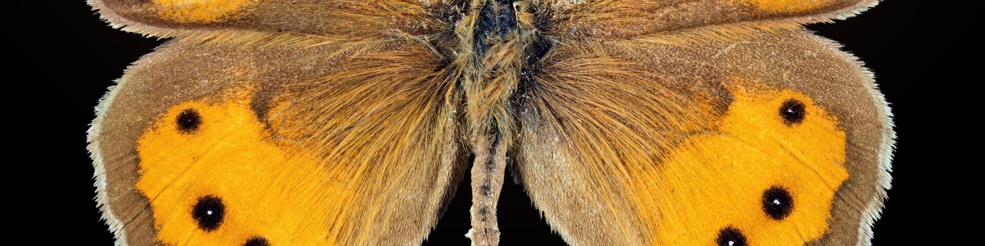 English: Spanish gatekeeper ♂ - Dorsal side Locality: Villegailhenc, Aude, France