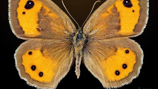 English: Spanish gatekeeper ♂ - Dorsal side Locality: Villegailhenc, Aude, France