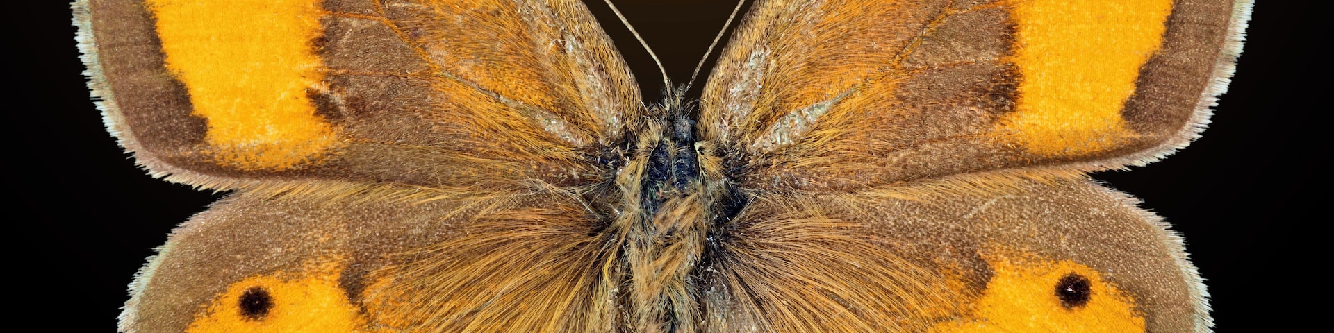 English: Spanish gatekeeper ♂ - Dorsal side Locality: Villegailhenc, Aude, France