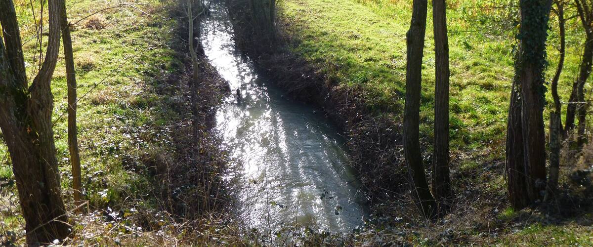 A narrow waterway flanked by trees in a grassy field.