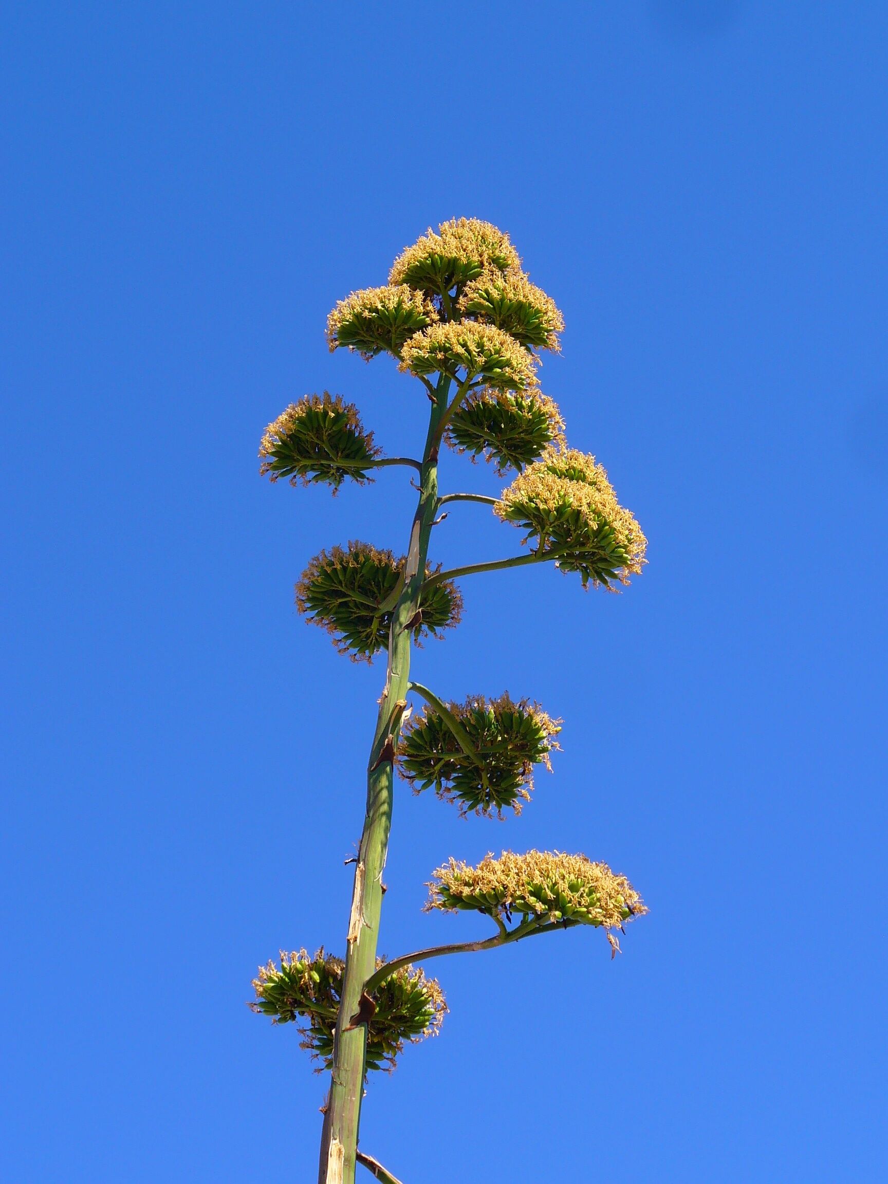Agave americana, Agavaceae, Century Plant, Maguey, infrutescence. Fitou, France.