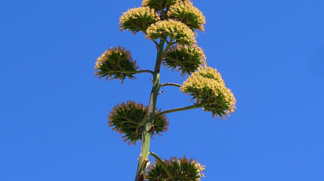 Agave americana, Agavaceae, Century Plant, Maguey, infrutescence. Fitou, France.