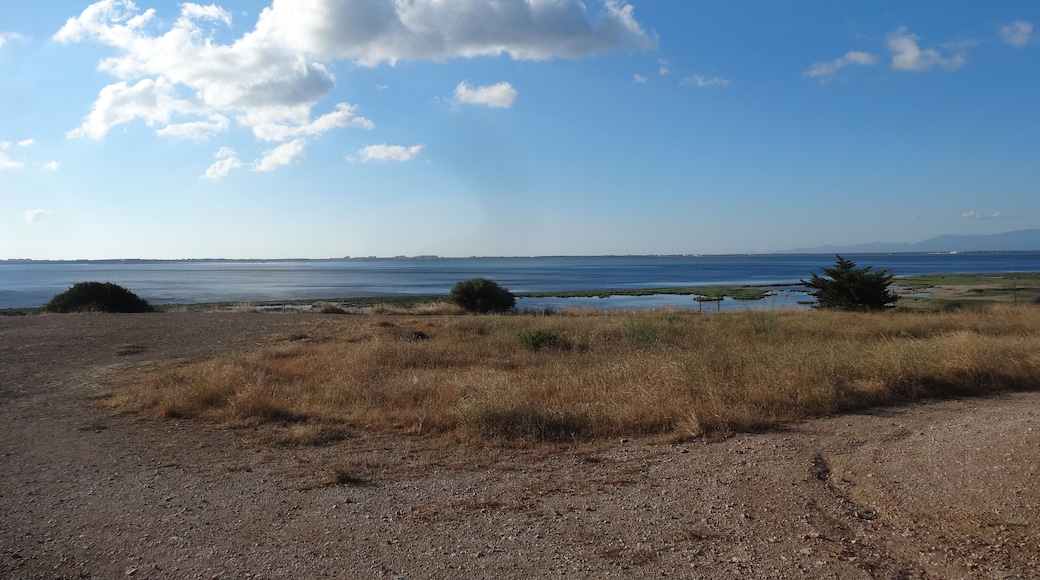 Estany de Salses (agost 2013)