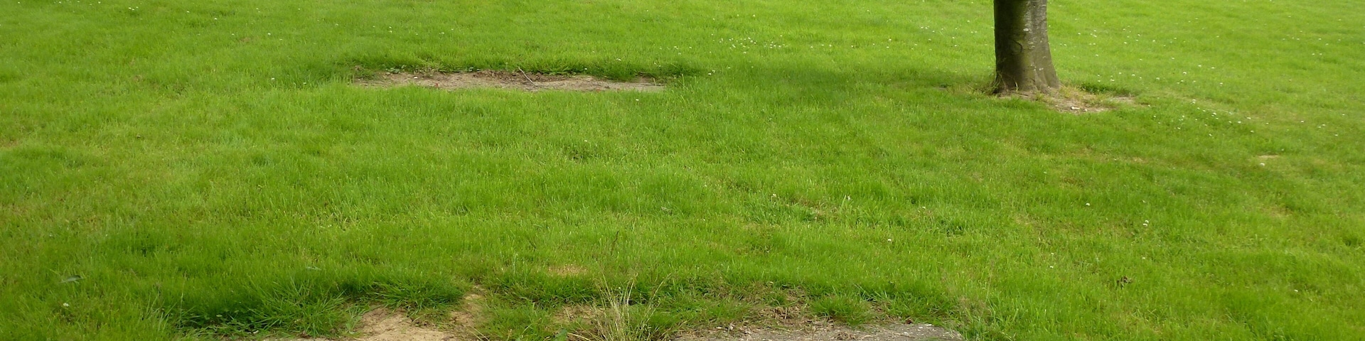 A grassy field with a tree and a stone structure.