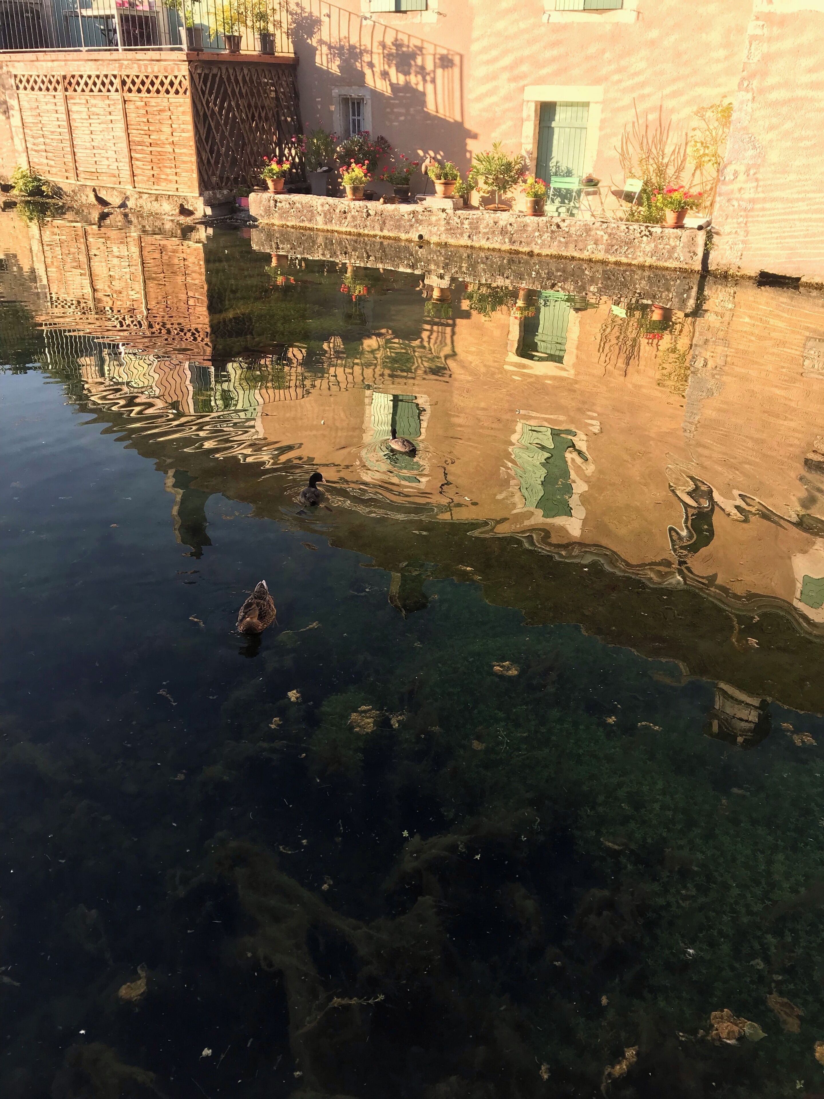 A calm water body with reflections of buildings and potted plants.