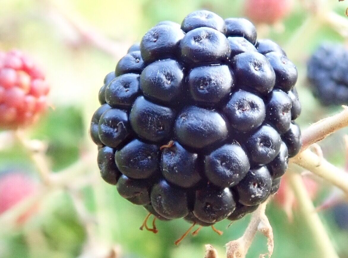 End of summer in the French countryside. You’ll be able to pick blackberries on many walking path. #LifeAtExpedia