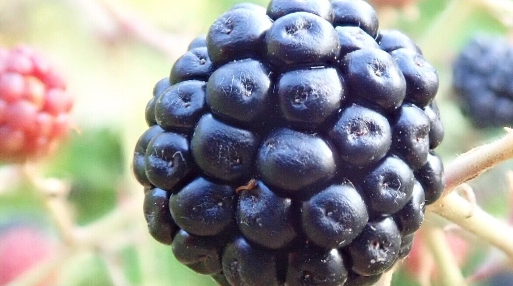 End of summer in the French countryside. You’ll be able to pick blackberries on many walking path. #LifeAtExpedia
