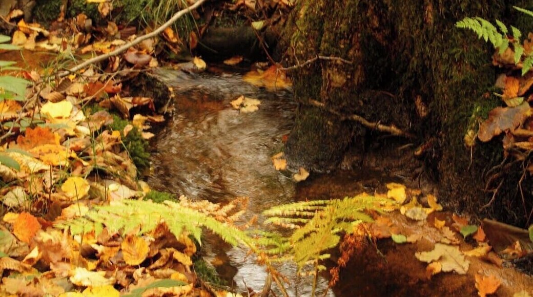 Bois de l'étang du Merles