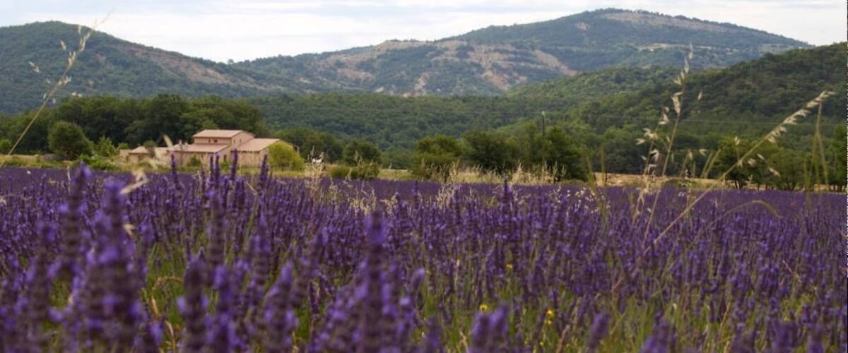 A lavender field with hills in the background.