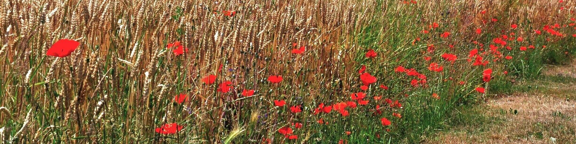 This visit we were in France at the end of June in a dry summer and the wildflowers were nearly gone.