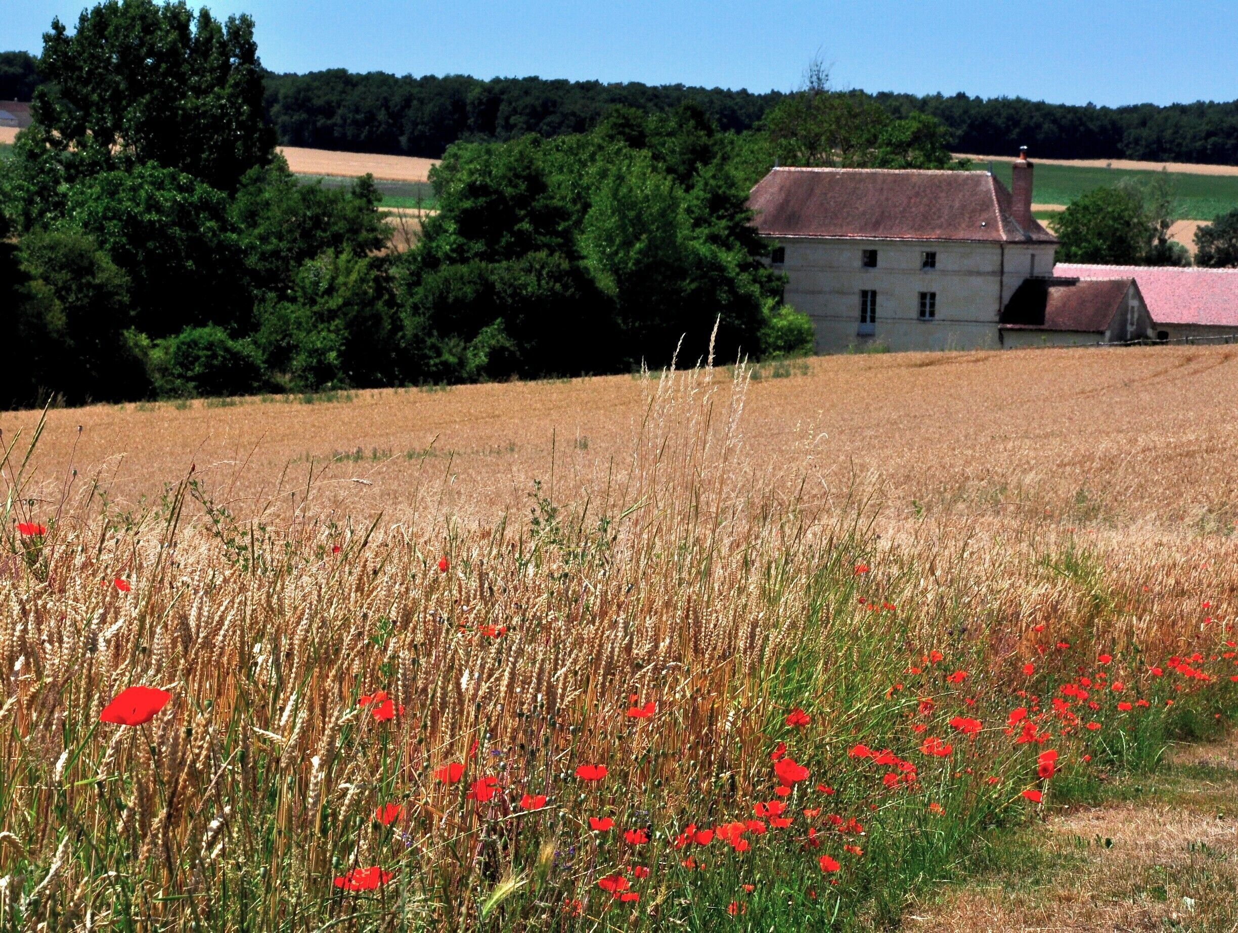 A wheat field with red poppies, a house, and a forest in the background.