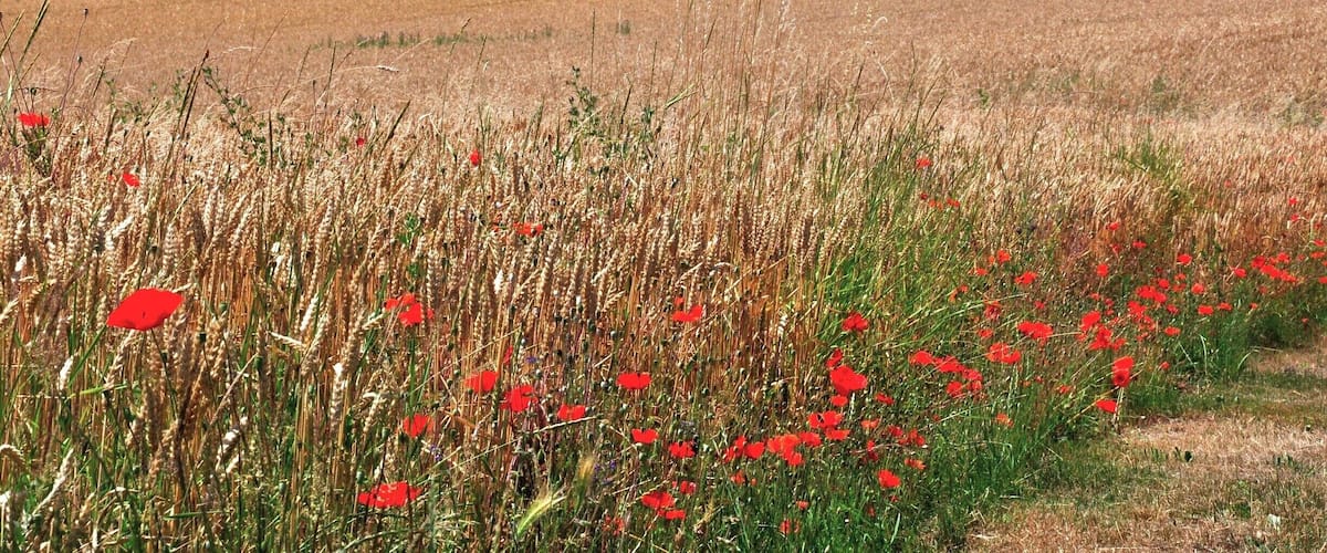 A wheat field with red poppies, a house, and a forest in the background.