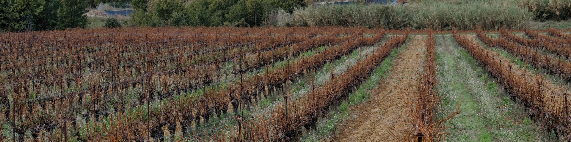 Corneilhan, Hérault, France.